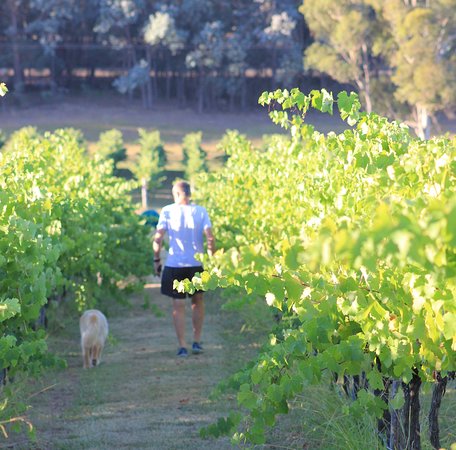 Tallagandra Hill Winery - Australian Directory 0