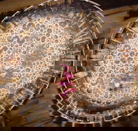 Moya's Juniper Lounge - Australian Directory