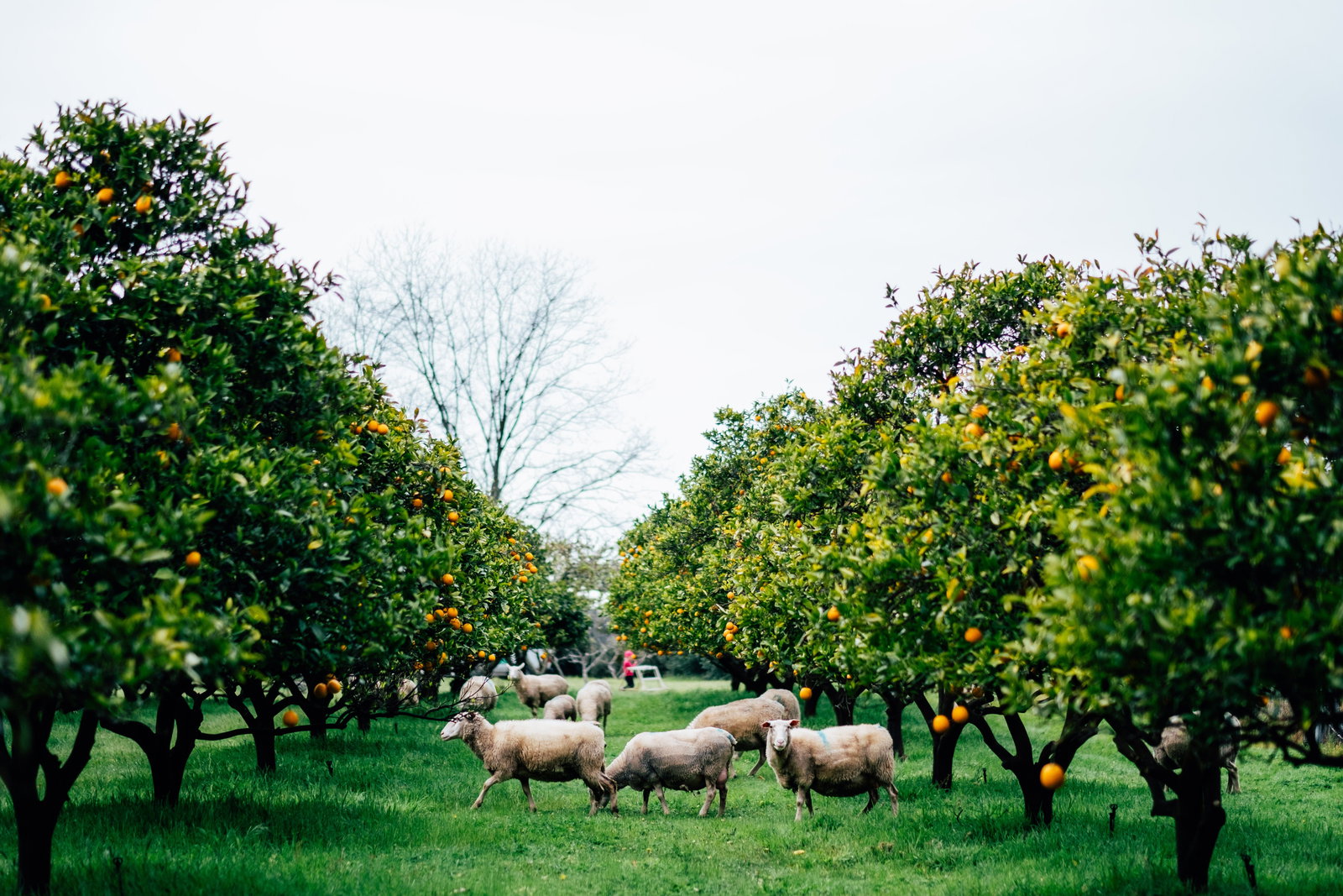 Cundinup WA Australian Directory