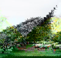 Cambray Cheese Farm Shop - Australian Directory