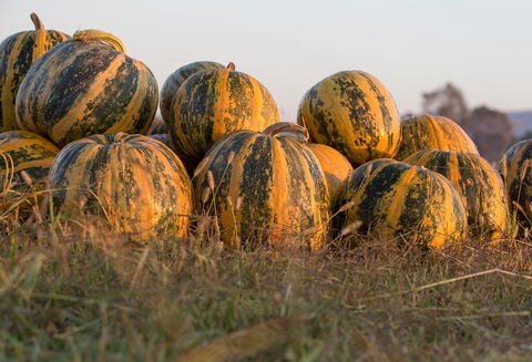 Australian Pumpkin Seed Company - Australian Directory 0