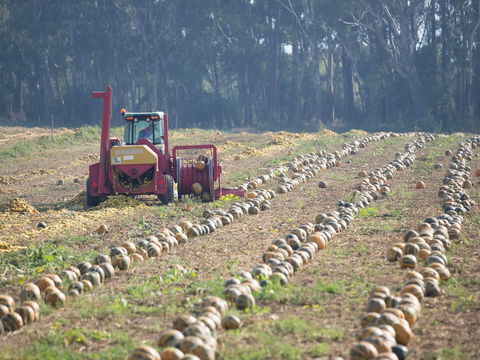 Australian Pumpkin Seed Company - Australian Directory 2
