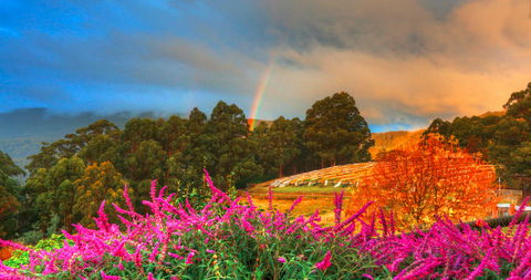 Hartzview Vineyard - Australian Directory 2