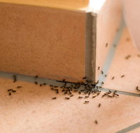 Wisemans Pest Control - Australian Directory