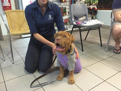North West Veterinary Clinic - Australian Directory 2