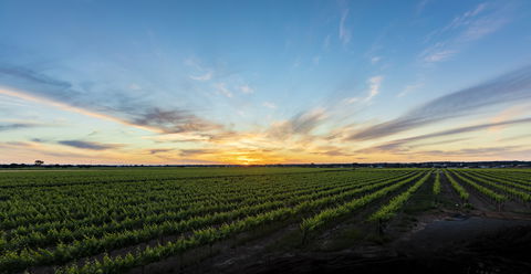 Atze's Corner Wines - Australian Directory 2
