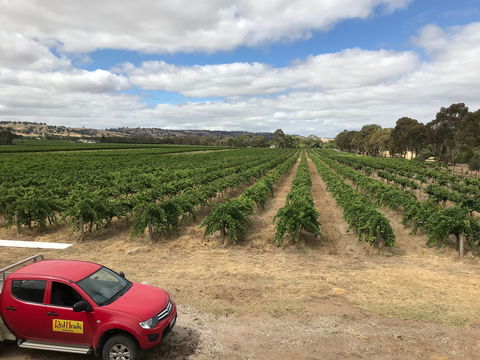 RedHeads Wine - Australian Directory 1