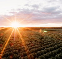 Rich Glen Olive Farm - Australian Directory