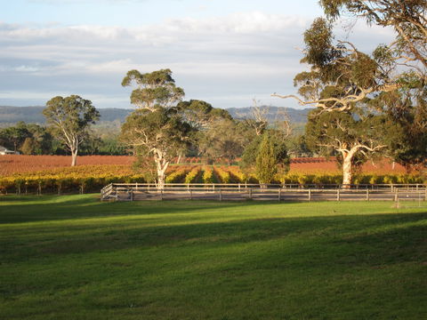 Top Note Vineyard - Australian Directory 1