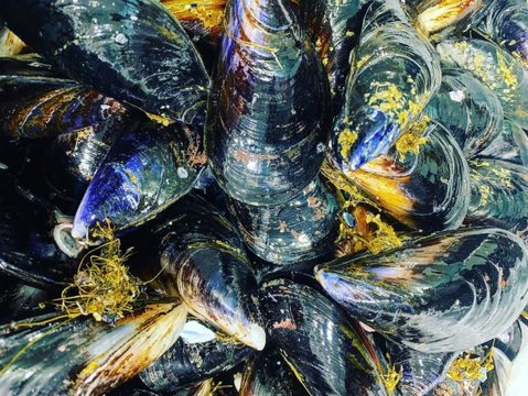 Pearly Oyster Bar And Farm - Australian Directory 2