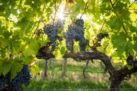 Ross Hill Wines - Australian Directory 1