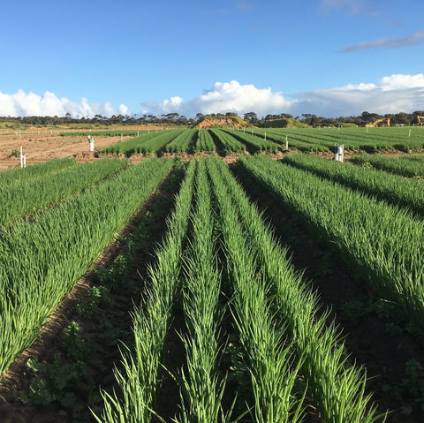 Hawkes Farm - Australian Directory 0