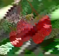 Westerway Raspberry Farm - Australian Directory