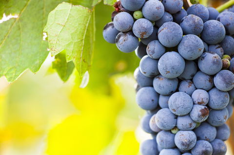 Eden Road Wines - Australian Directory 0
