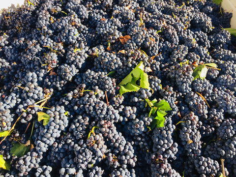 Norton Road Wines - Australian Directory 2