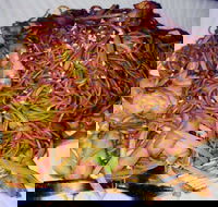 Silver Moon - Australian Directory