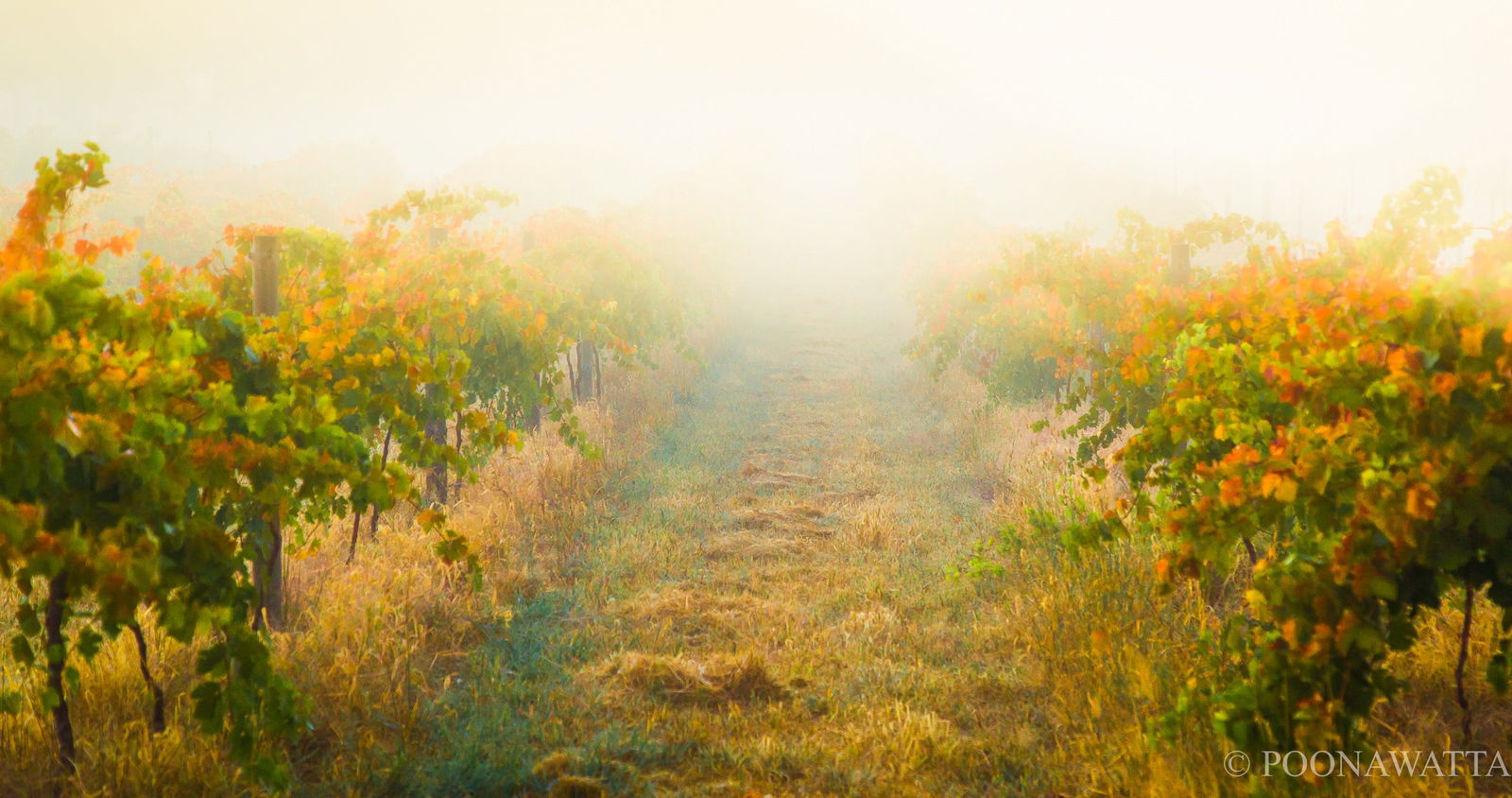 Flaxman Valley SA Australian Directory