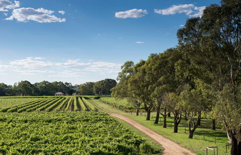 Bleasdale Vineyards - Australian Directory 1