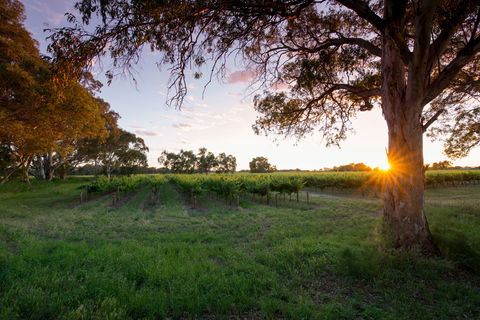 Bleasdale Vineyards - Australian Directory 2