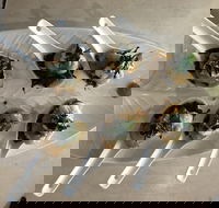 Cudgen Surf Club Bar  Bistro - Australian Directory