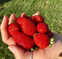 Beechworth Berries - Australian Directory