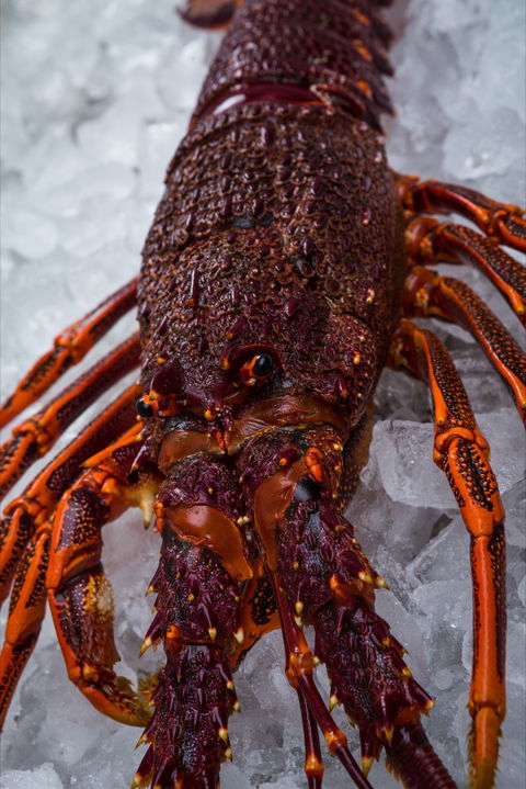 Lobster Shack Tasmania - Australian Directory 0