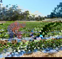 The Big Strawberry - Australian Directory