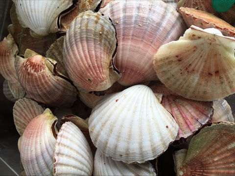 Mi Shells Seafood - Australian Directory 1