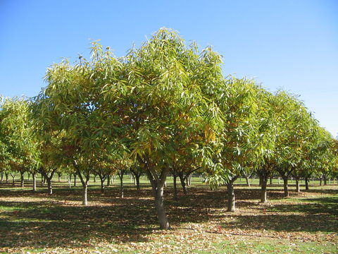 Tweenhills Chestnuts - Australian Directory 2