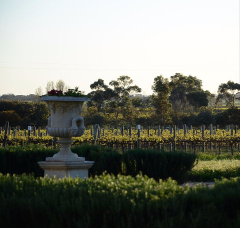Angas Plains Wines Cellar Door - Australian Directory 1