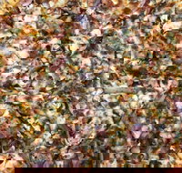 Mitch's Pizza  Pasta - Australian Directory