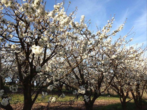 Allambie Orchard And Cafe - Australian Directory 0