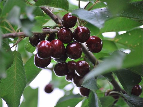 Allambie Orchard And Cafe - Australian Directory 1