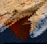 Haweli Indian - Wanneroo - Australian Directory