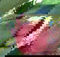 Darkes Glenbernie Orchard - Australian Directory