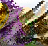 Sapa Rose - Australian Directory