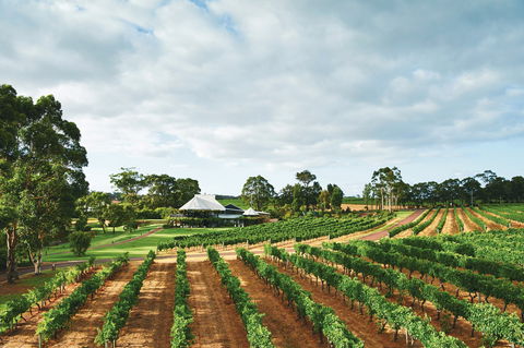 Vasse Felix Winery - Australian Directory 0
