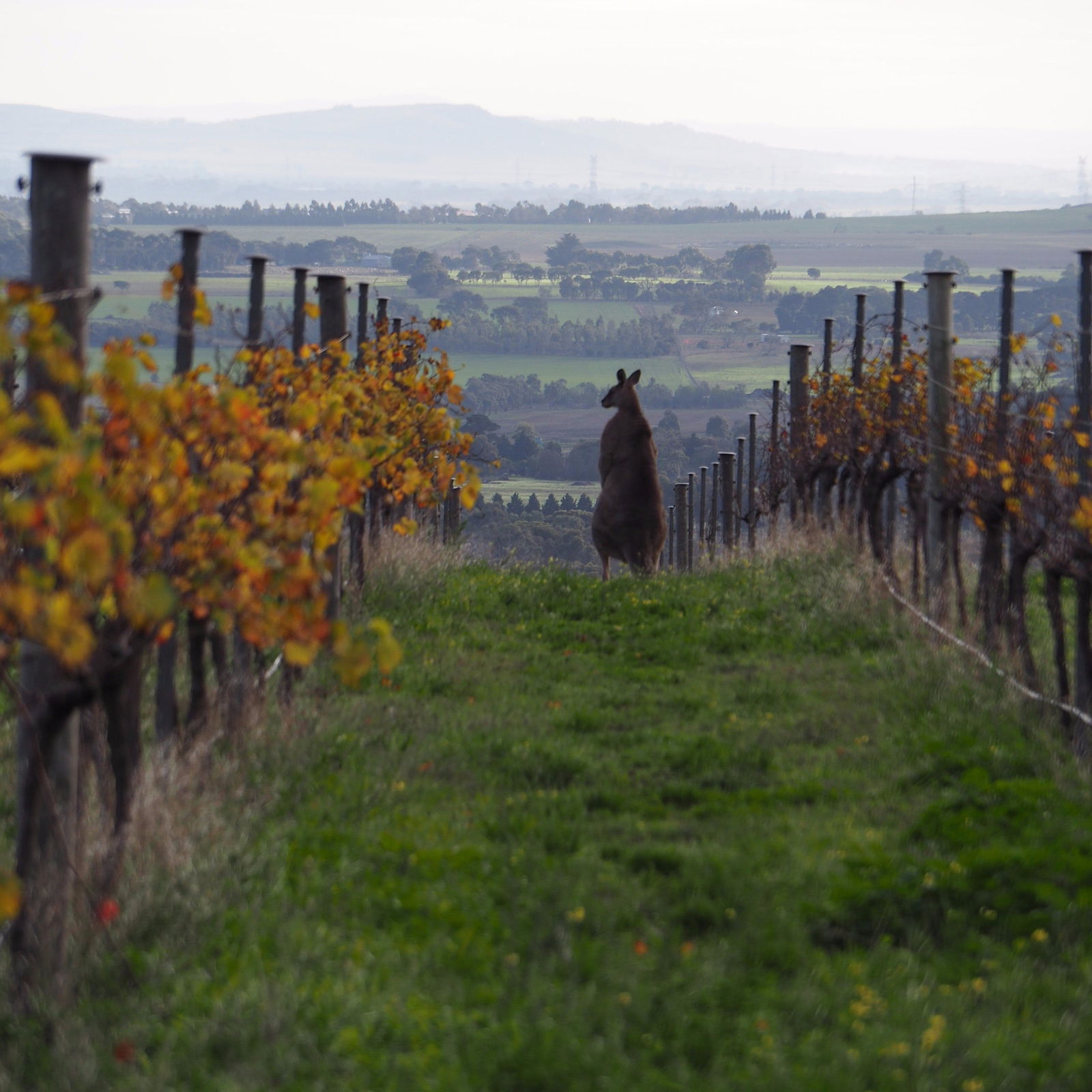 Barrabool VIC Australian Directory