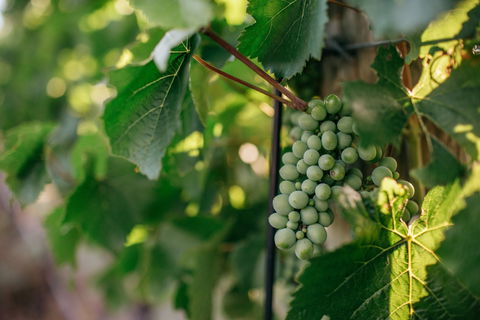 Paramoor Winery - Australian Directory 1