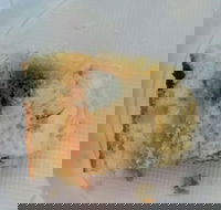 Central Patisseries - Australian Directory