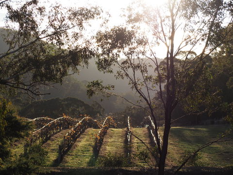 Mountainside Wines - Australian Directory 1