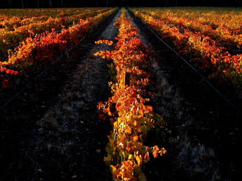 Sandhurst Ridge - Australian Directory 0