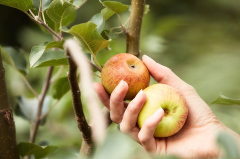St Ronan's Cider - Australian Directory 0
