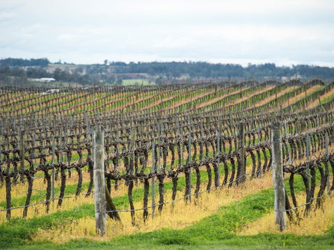 Clovely Estate Vineyard Cellar Door - Australian Directory 2