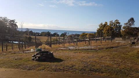 Overtime Vineyard - Australian Directory 0
