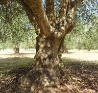 Lentara Grove - Australian Directory