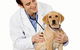 HIGHLANDS VETERINARY GROUP - thumb 1