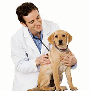 HIGHLANDS VETERINARY GROUP - Australian Directory 1