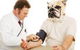 HIGHLANDS VETERINARY GROUP - thumb 2