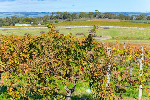 Sun & Surf Aldinga Beach Apartment - Australian Directory 15